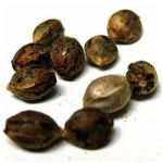 Семена марихуаны АК-47  (Seeds AK-47) в Реутове